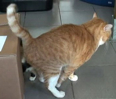 Rufus